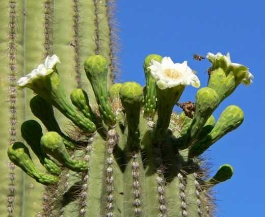 Saguaro kaktüsü, çölün yaşayan bir anıtıdır. – ayrılmak
