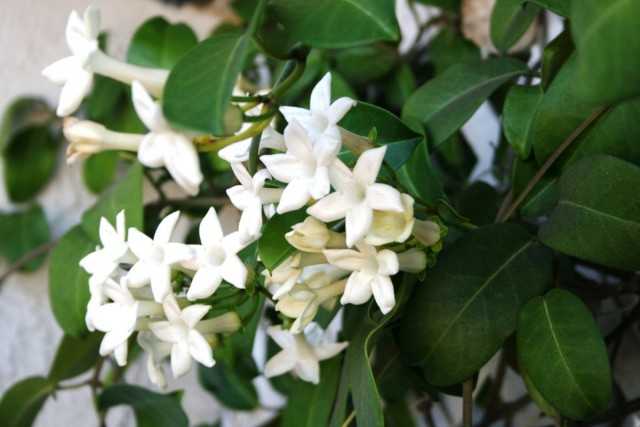 Stefanotis – kraliyet çiçeği, aroma ve kaprisler – Güzel iç mekan bitkileri