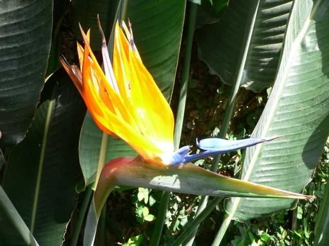 Strelitzia – cennet kuşu – bakım