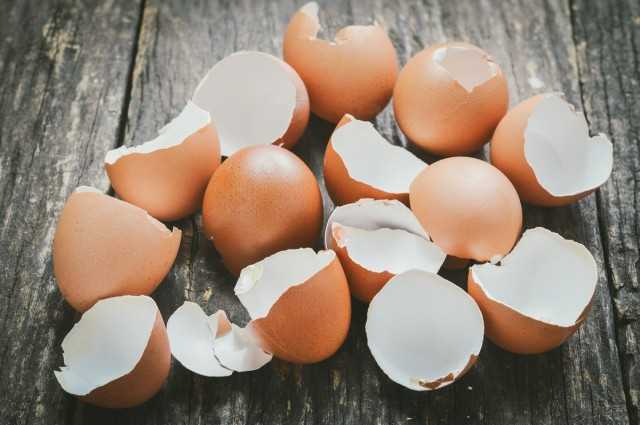 Yumurta kabuğu – ülkedeki vazgeçilmez yardımcınız – Güzel iç mekan bitkileri