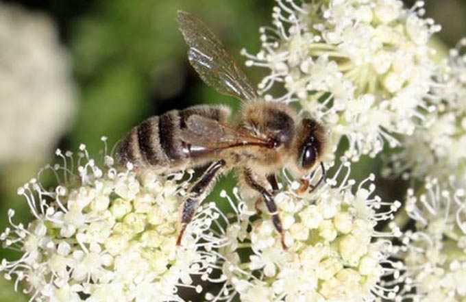 Angelica (bạch chỉ) mật ong –