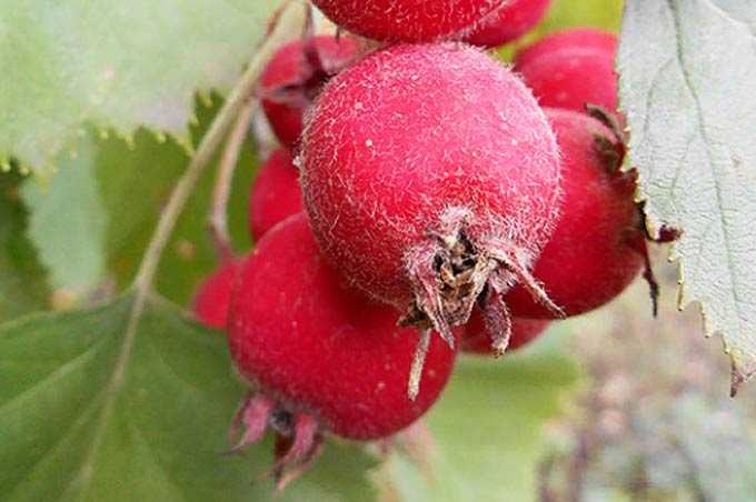 Giá trị của táo gai như một cây mật ong –
