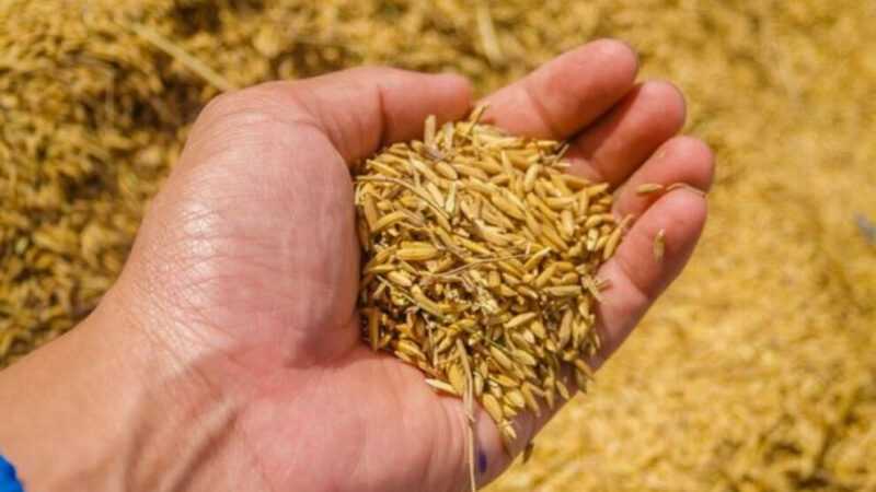 Dầu mầm lúa mì, Lượng calo, lợi ích và tác hại, Đặc tính hữu ích –