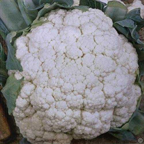 Cauliflower Alpha –