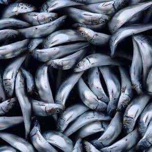 Lợi ích, đặc tính, hàm lượng calo, đặc tính hữu ích và tác hại của cá cơm –