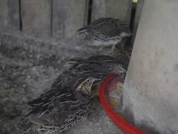 Cách nuôi chim cút trong trang trại tại nhà –