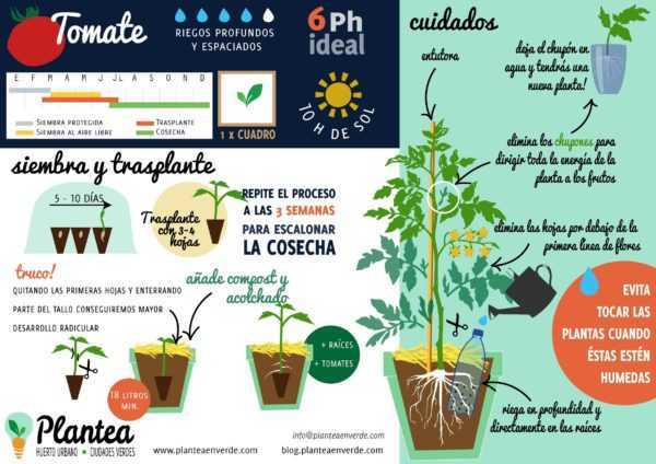 Cách trồng cà chua –