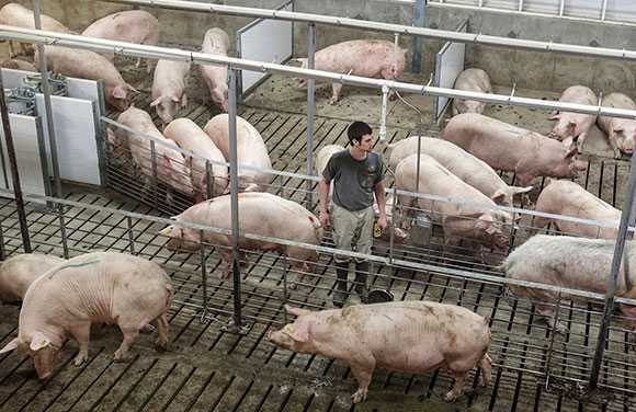 Cách tự làm trang trại nuôi lợn –