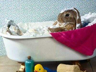 Làm thế nào để rửa một con thỏ –