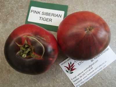 Mô tả của cà chua hổ Siberia màu hồng –