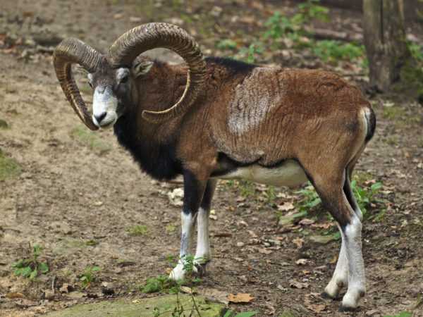 Mô tả của mouflon cừu núi –