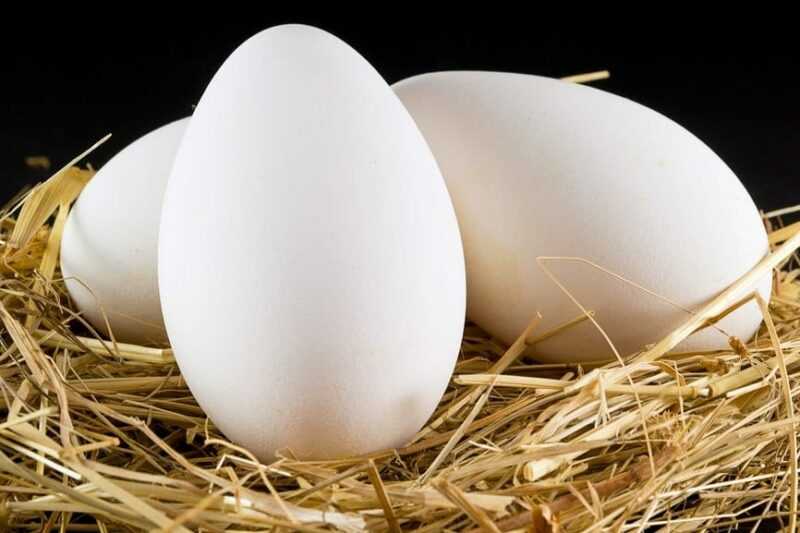 Trứng ngỗng, Calo, lợi ích và tác hại, Đặc tính hữu ích –