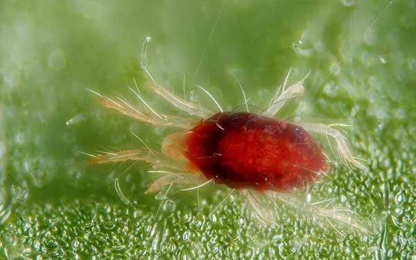 Phương pháp kiểm soát nhện hại cà tím –