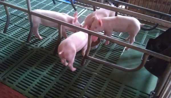 Lợn con cần những loại vắc xin nào ngay từ những ngày đầu tiên của cuộc đời? –