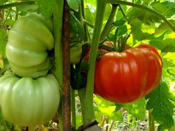Karakteristik tomat dari varietas Rahasia Babushkin