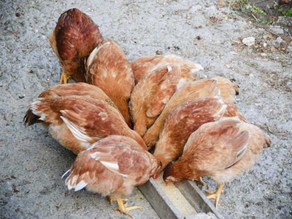 tavuklar icin hangi bilesik yem uygundur farmer