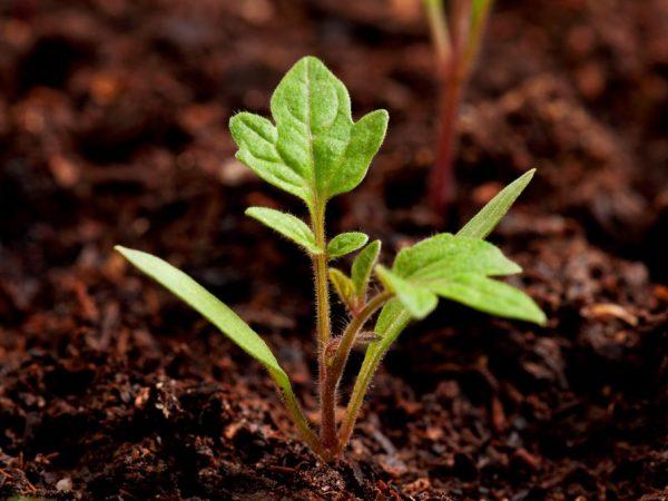 Kaksi kuukautta itämisen jälkeen taimet voidaan istuttaa kasvihuoneeseen.