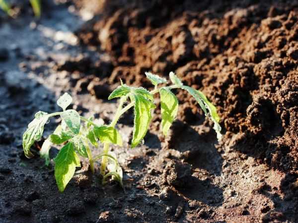 Az ültetéshez szükséges talajt elő kell készíteni