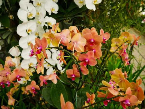 Zwarte en witte vlekken op de orchidee
