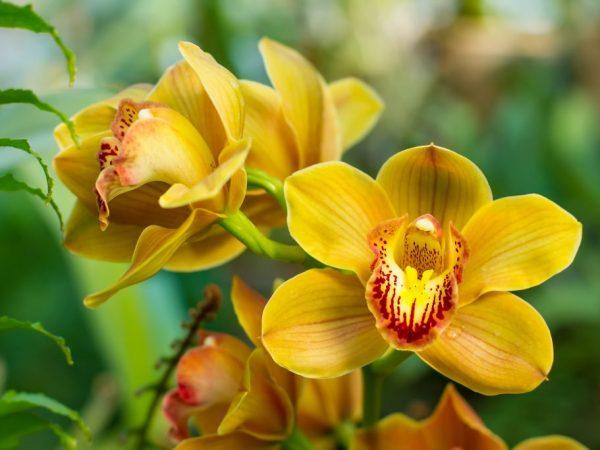 Menanam Orkid Cymbidium