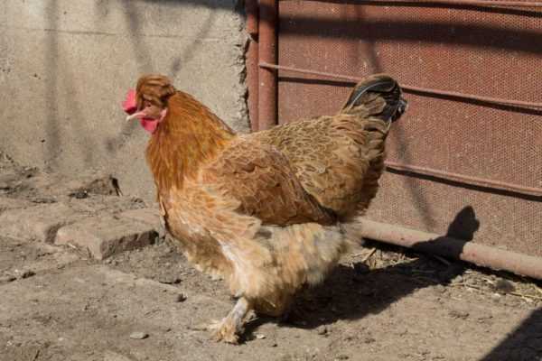 Χαρακτηριστικά των κοτόπουλων του Νιου Χάμσαϊρ