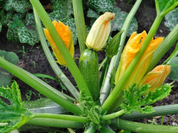Ελέγχετε τακτικά τα φυτά για γυμνοσάλιαγκες