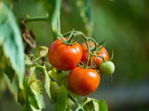 Beskrivelse av Agata Tomato