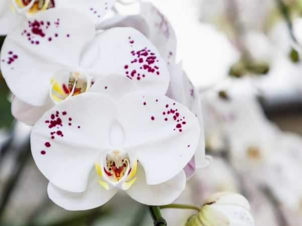 Applicering av Aktara för orkidéer