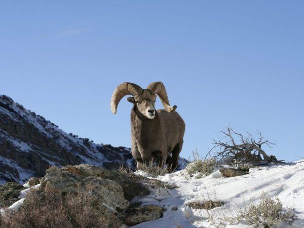 Места обитания горного Алтайского барана