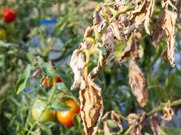 Symptomer og behandling av tomat alternaria