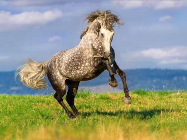 Андалузские лошади хорошие верховые скакуны