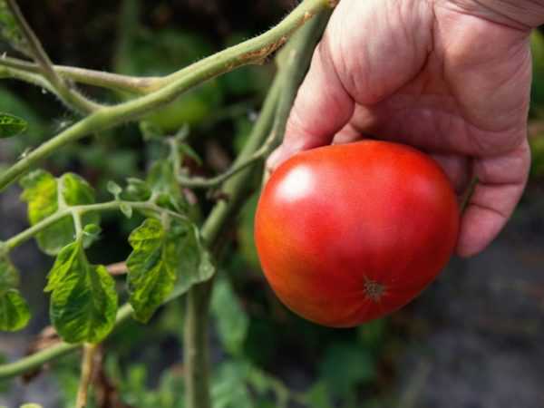 Ciri-ciri pelbagai tomato kejutan Andreevsky