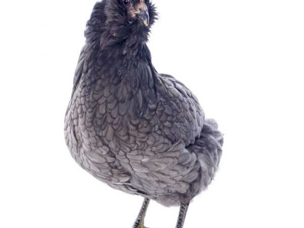 Kycklingar är ovanliga och dyra ägg