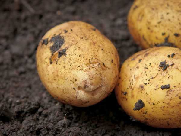 Penerangan mengenai kentang Arizona