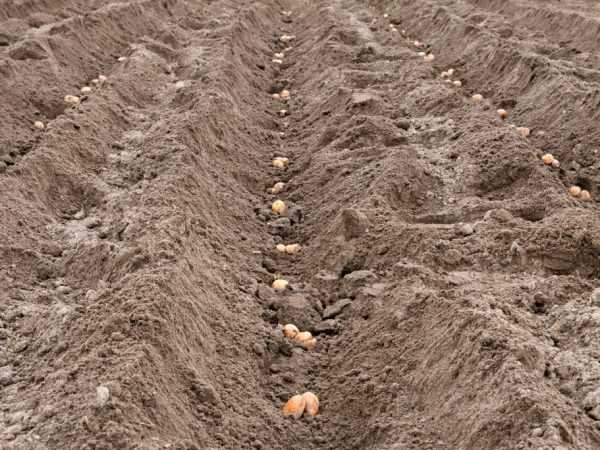 Aardappelen worden geplant in bemeste grond