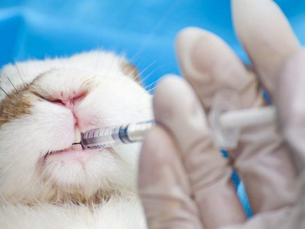 Tilhørende vaksine for kaniner