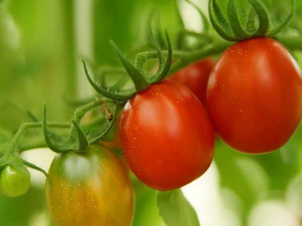 Kuvaus tomaatin Asterixista