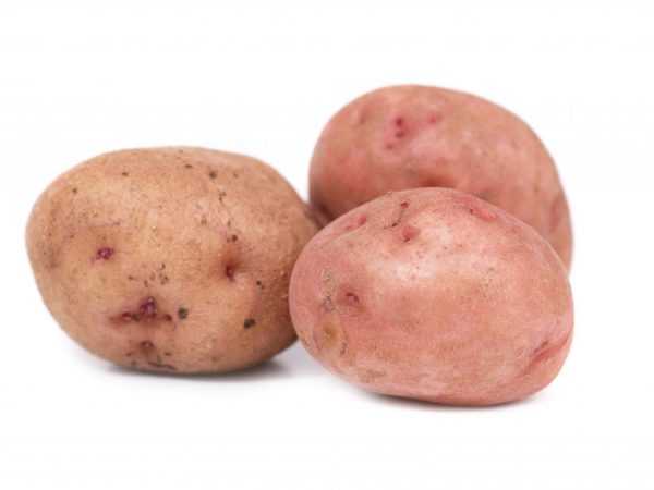 Kenmerken van Aurora aardappelen
