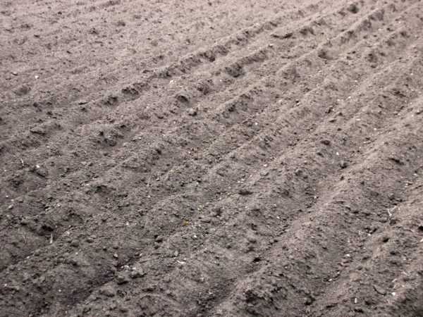 Az ültetés előtt a talajt műtrágyázni kell.