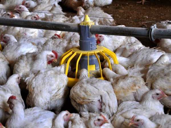 Automatisk kyllingmater