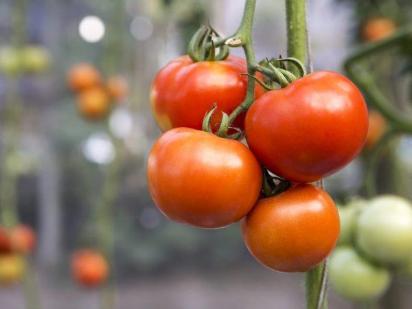 Karakteristik varietas tomat Babushkino