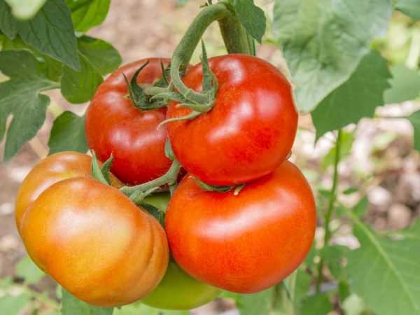 Karakteristik tomat dari varietas Babushkino Lukoshko