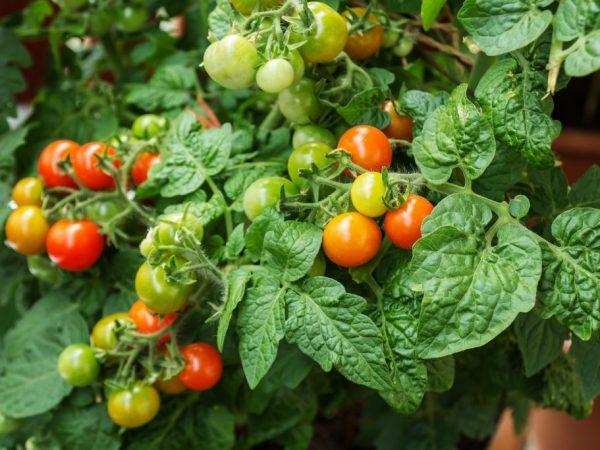 Beskrivelse og egenskaper av tomater Balkong Miracle