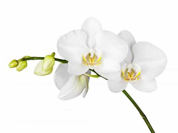 Выращивание белой орхидеи
