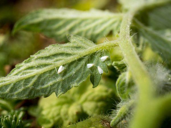 Καταπολέμηση της Whitefly on Tomatoes