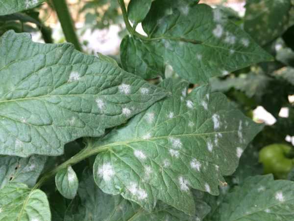 Cauza petelor albe pe frunzele de tomate