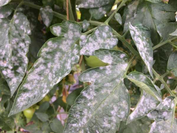 Αιτίες εμφάνισης λευκών κηλίδων στα φύλλα των δενδρυλλίων τομάτας