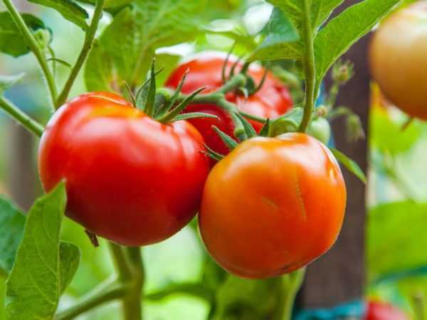 Kjennetegn og beskrivelse av tomater av sorten White Naliv