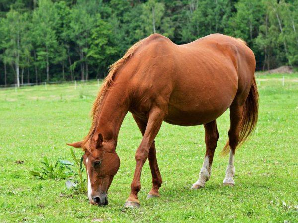 Hestegraviditet