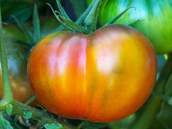 Плоды томата крупные с нежной кожурой